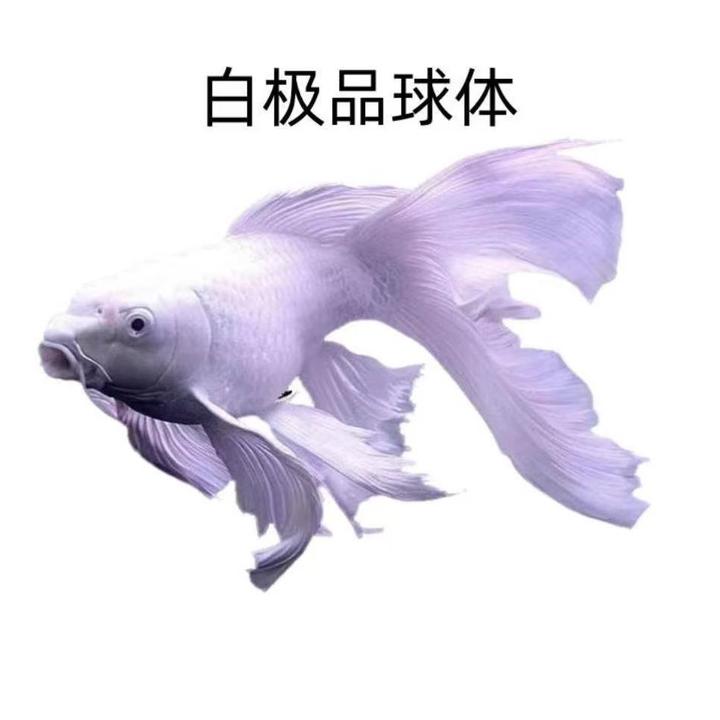 正统血脉台湾正宗蝴蝶鲤狮头观赏鱼冷水大鳍长尾球体鱼苗短身普身