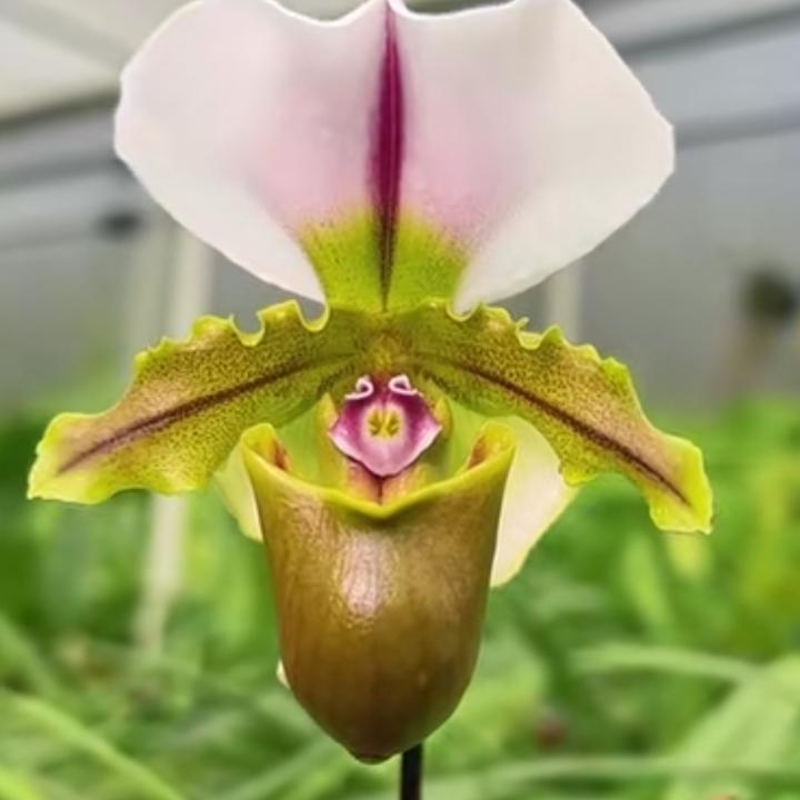 小青蛙兜兰（白旗兜兰）3苗以上带花剑花苞 120号硬胶盆栽 实图
