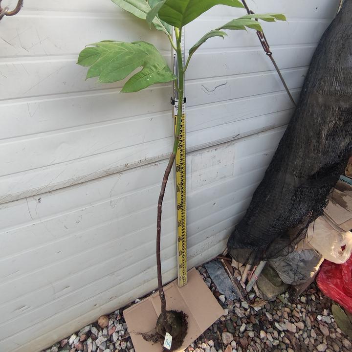 面包树面包果布袋苗64号罗蜜树马槟榔面磅树庭院大型绿植结果绿植