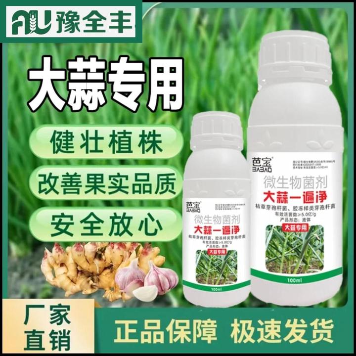 【BB-豫全丰】大蒜一遍净大蒜黄叶干尖锈软腐病紫斑叶枯病专用