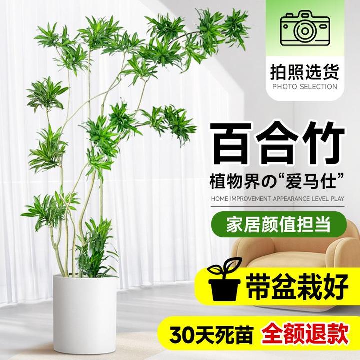 百合竹客厅绿植室内大型办公室盆栽金心细叶造型真老桩轻奢高级感