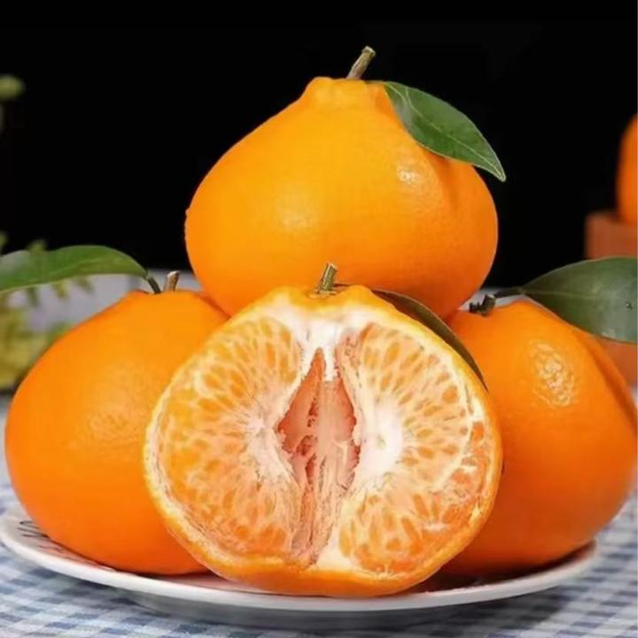 【新鲜采摘】四川正宗春见耙耙柑现摘现发薄皮当季水果粒粒爆汁