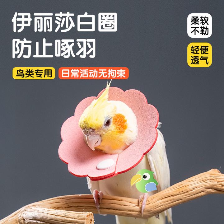 九九小鹦鹦鹉伊丽莎白圈项圈防啃咬细项圈挂脖