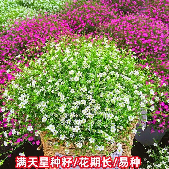 满天星种子四季易种庭院室内易爆盆易花卉种植物花种子