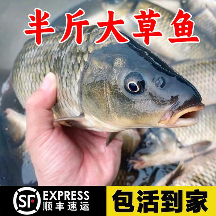 优质草鱼大规格半斤皖鱼饲料白鲢鱼螺丝鲫鱼包活