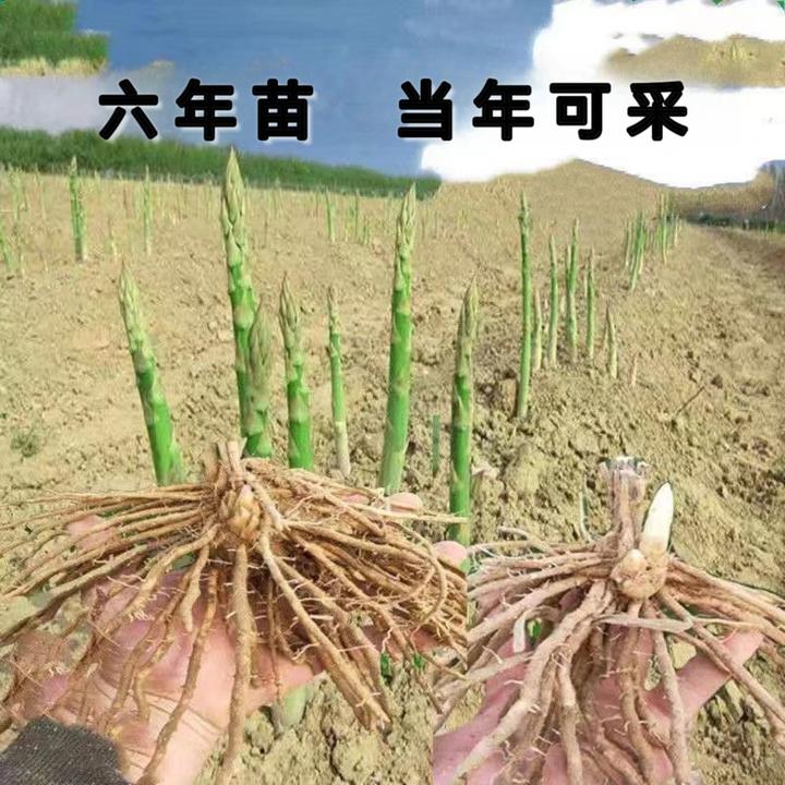 芦笋根苗四季大面积种植冬季耐寒家庭蔬菜苗陆地生长发芽多年生苗
