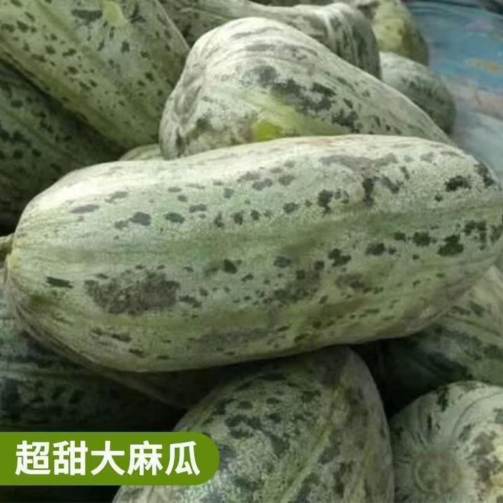 【绿麻瓜种子】家庭阳台小院盆栽地栽四季种植