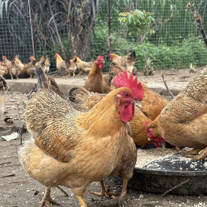 湛江果园散养200天以上的五谷鸡项，现宰现发顺丰，正宗散养土鸡