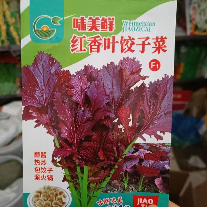 【红香叶饺子菜种子】四季种植盆栽地栽阳台小院种植