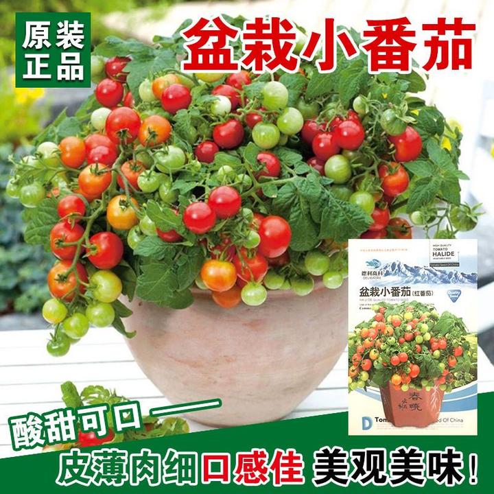 矮生盆栽小番茄种子小西红柿圣女果农家阳台水果蔬菜种子孑四季播