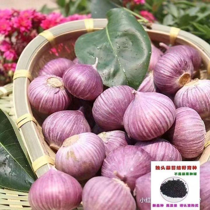 【当季独头蒜种子】紫皮大蒜独蒜头紫蒜种农家独头蒜种子红皮干蒜