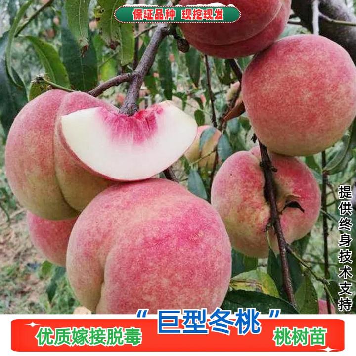 嫁接新品种晚熟巨型冬桃耐寒耐旱地栽盆栽种植特大桃树苗当年结果