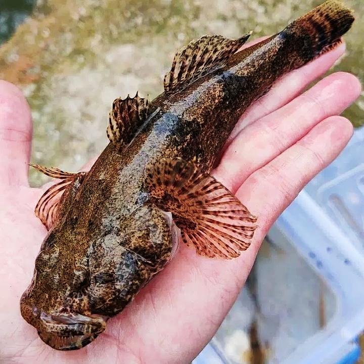 食用笋壳鱼 云斑鱼 尖塘鳢鱼 沙塘鳢鱼 笋壳鱼广州发货包邮