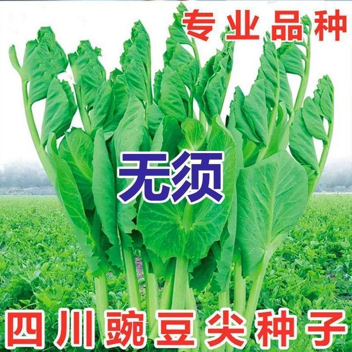 大胖无须豌豆尖种子豌豆苗种籽碗豆颠荷兰豆四川秋冬盆栽蔬菜种lz
