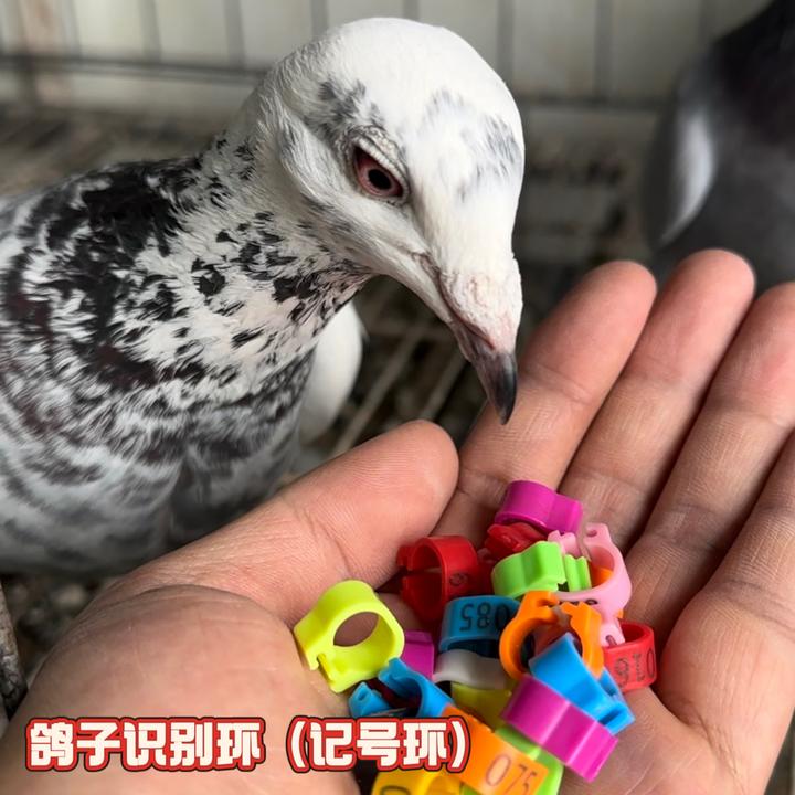鸽子脚环（多颜色识别环）赛鸽识别卡环足环 大内径塑料卡环
