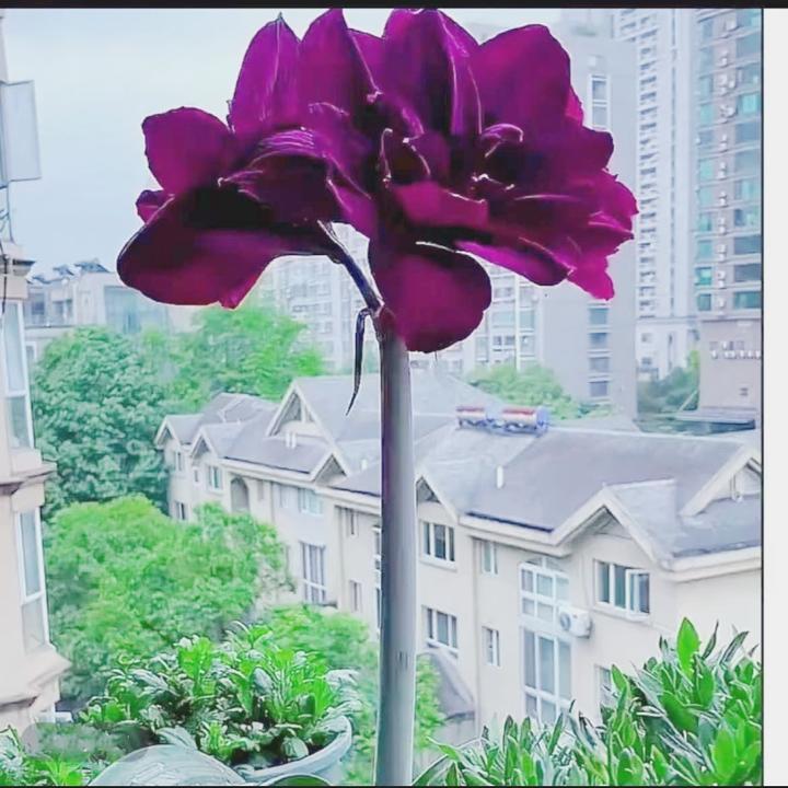 重瓣新品黑骑士朱顶红种球盆栽地栽大花好养活室内室外耐寒热花卉