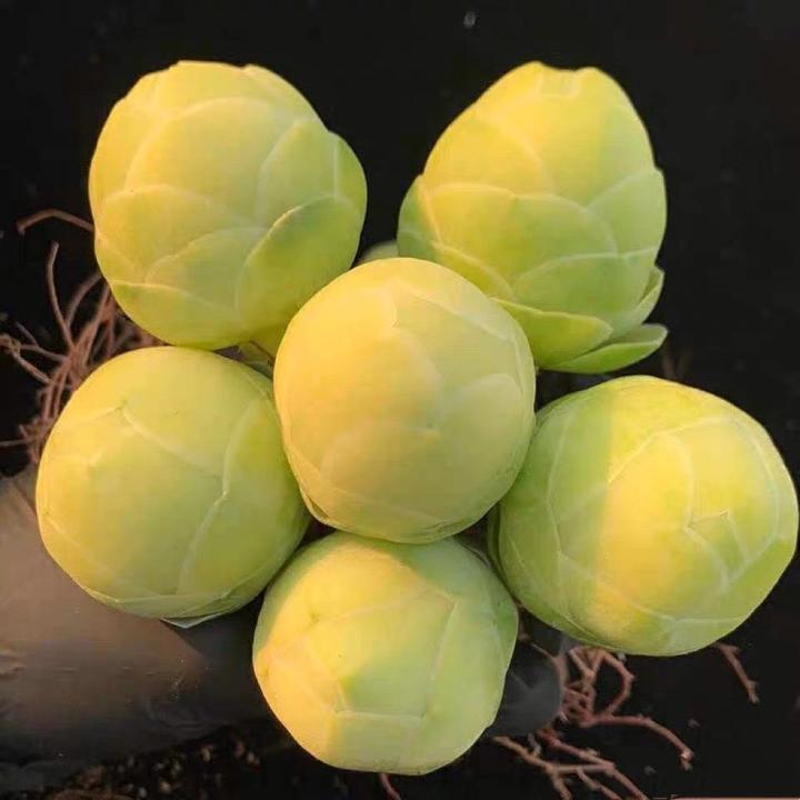 鸡蛋玫瑰多肉植物耐热白玉蜜桃山地玫瑰办公室阳台好度夏盆栽花卉