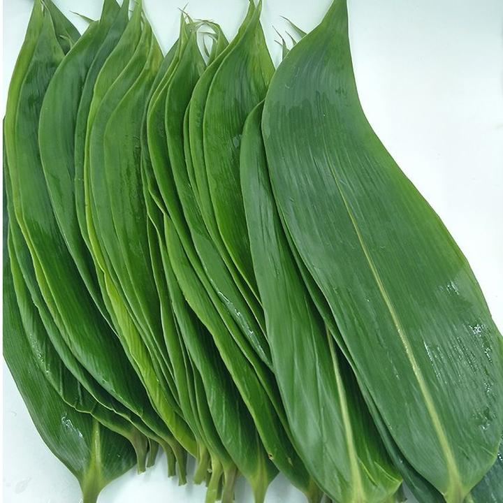 粽子叶新鲜大粽叶包粽子用野生天然家用真空袋装粽叶子箬竹叶批发
