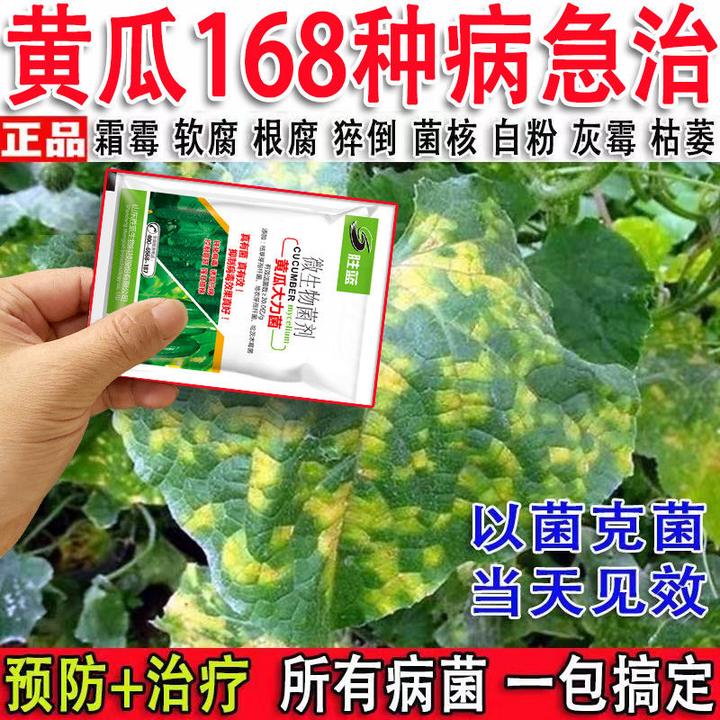 黄瓜专用黄叶枯萎病角斑病灰霉病霜霉病靶斑病炭疽病专用药