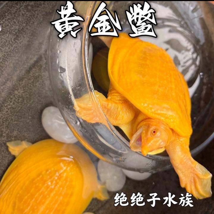 【正品】外塘养殖黄金鳖黄化鳖变异宠物鱼红眼睛便宜甲鱼小甲鱼