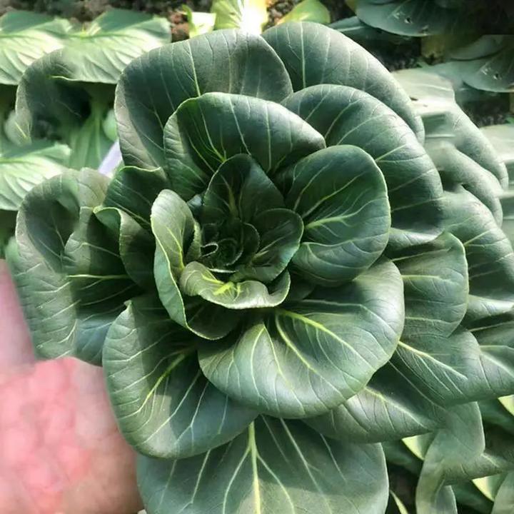 黑大头苏州青上海青青梗菜种子黑叶油菜阳台盆栽四季