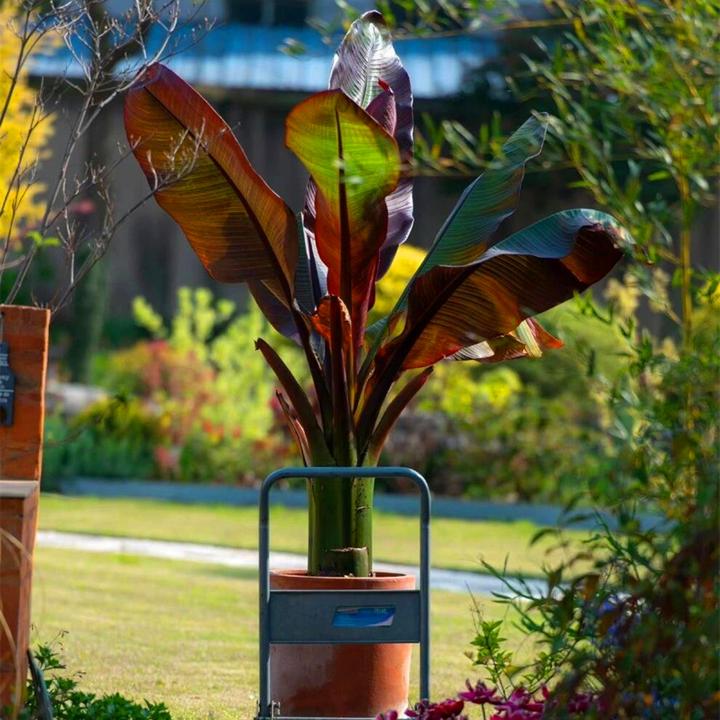 象腿蕉盆栽 热带风情植物 室内室外阳台庭院花园盆栽绿植好养易活