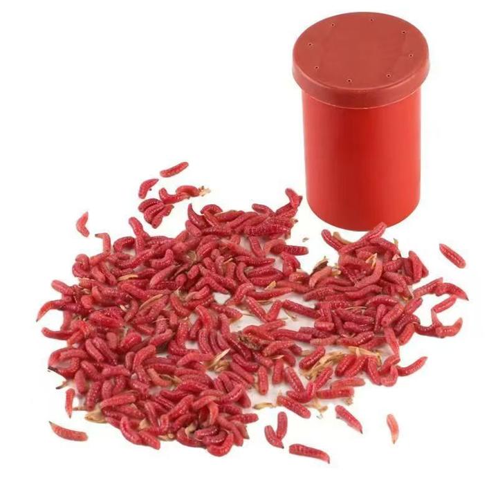 中号鲜活钓鱼蛆虫鱼饵肉蛆蛆牙子活虫红色活蛆大蛆钓白条马口红蛆