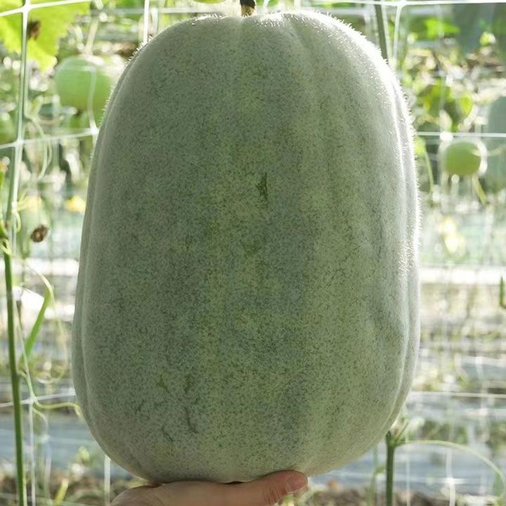 新特大粉皮冬瓜种子种籽苗阳台四季东瓜巨型蔬菜孑盆栽早春高产春