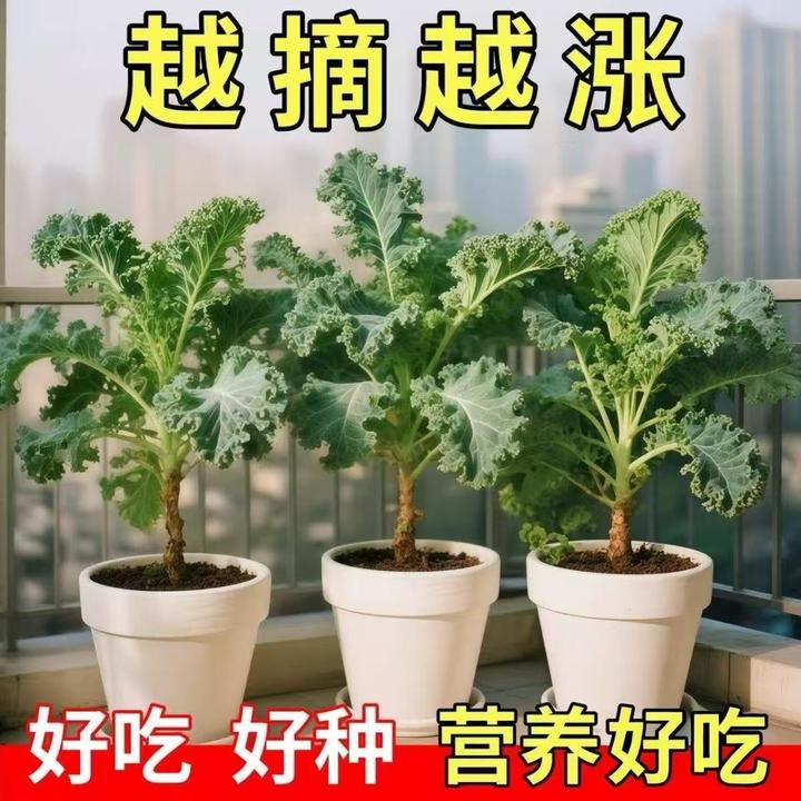 【羽衣甘蓝种子】四季播种有机高钙耐寒新种盆栽小院