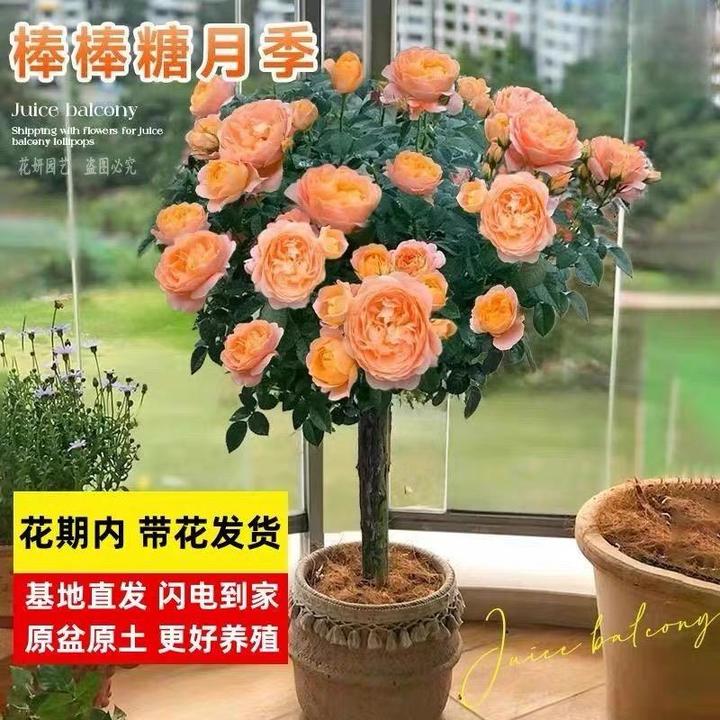棒糖月季春季开 花卉盆栽庭院室外花园植物特大树状树桩月季老桩