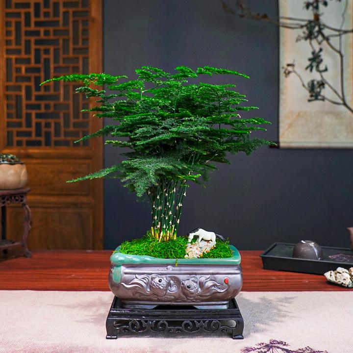 造景文竹盆栽中式室内禅意茶台桌面造景茶桌摆件四季常青盆景植物