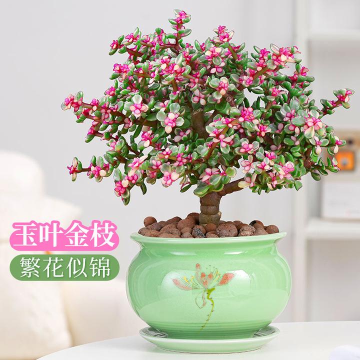 【死亡包赔】金枝玉叶盆栽多肉植物老桩雅乐之舞办公室阳台耐旱