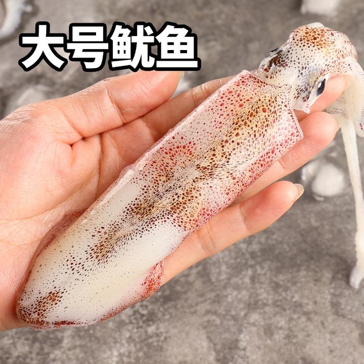 野生大号鱿鱼 新鲜笔管北部湾海兔海鲜