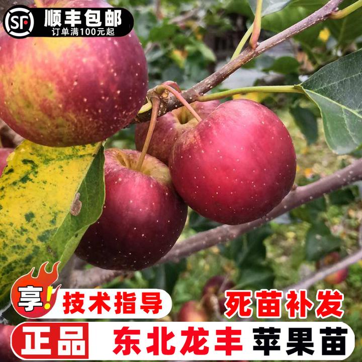 苹果树果苗嫁接龙丰苹果树苗耐寒东北小苹果脆甜大秋果沙果苹果苗