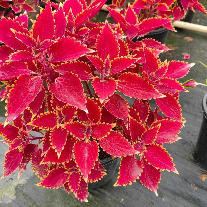 一路长红 树杆也是红色 不火也难 草莓树