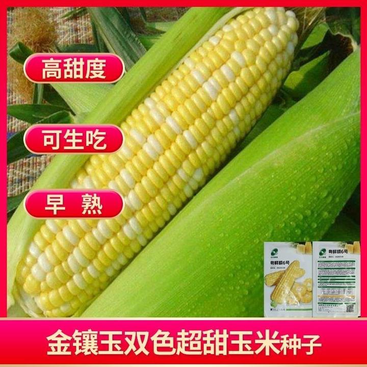 春季必种】双色水果玉米种子超甜早熟爆浆生吃玉米种籽庭院大田玉