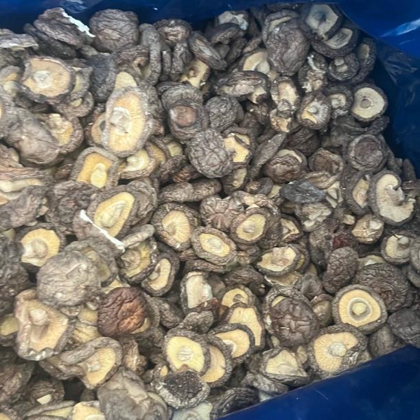 新货香菇上市，图片是本人自拍的，肉厚好吃