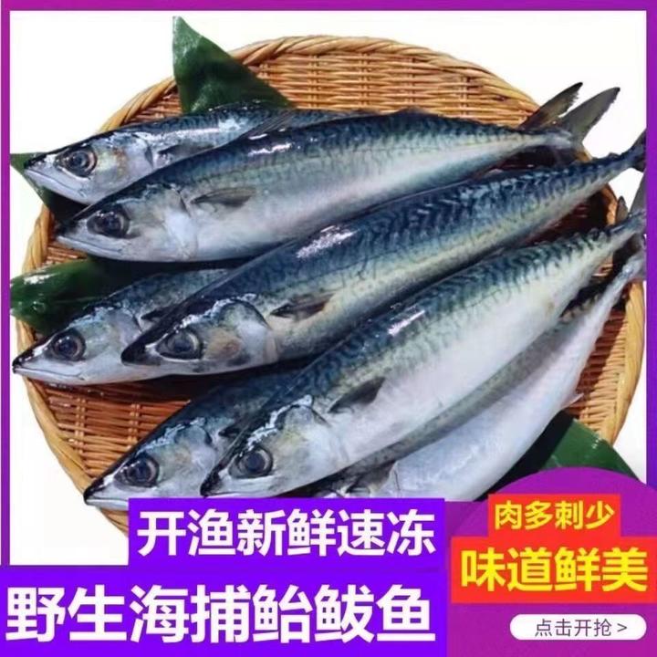青鱼青花鱼青占鱼大青花鱼鲅鱼新鲜大海鱼深海鲐鲅鱼海鲜鱼类批发