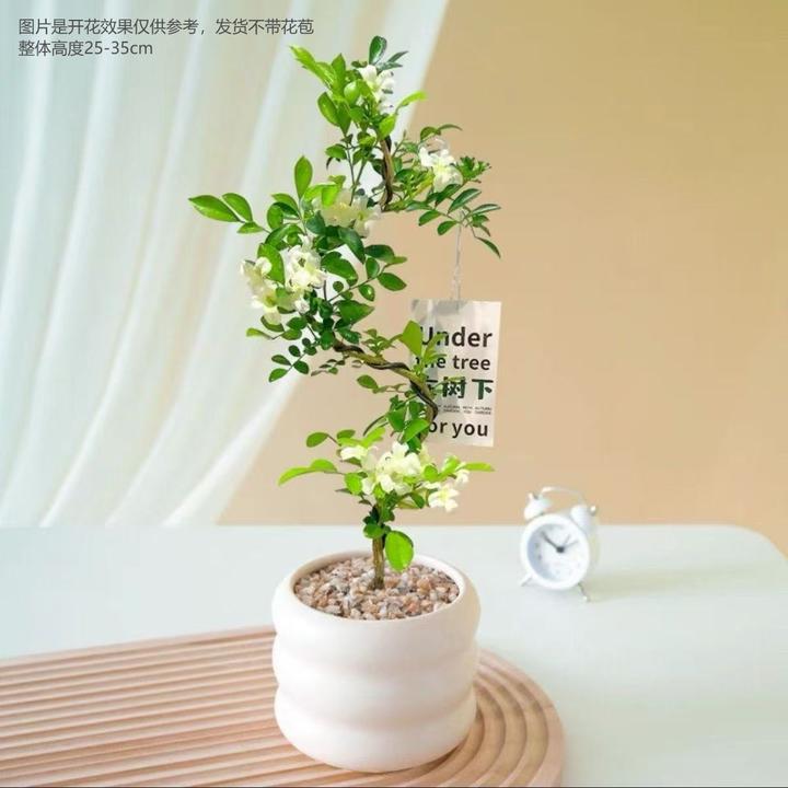【造型九里香】七里香老桩室内办公室客厅桌面绿植花卉开花风