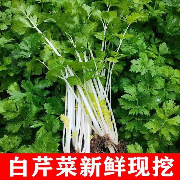 新鲜蔬菜湖北新鲜白芹菜农家自种本地小香芹菜农家土芹菜现摘现发