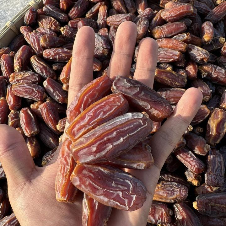 大颗粒椰枣 Mabrum horma