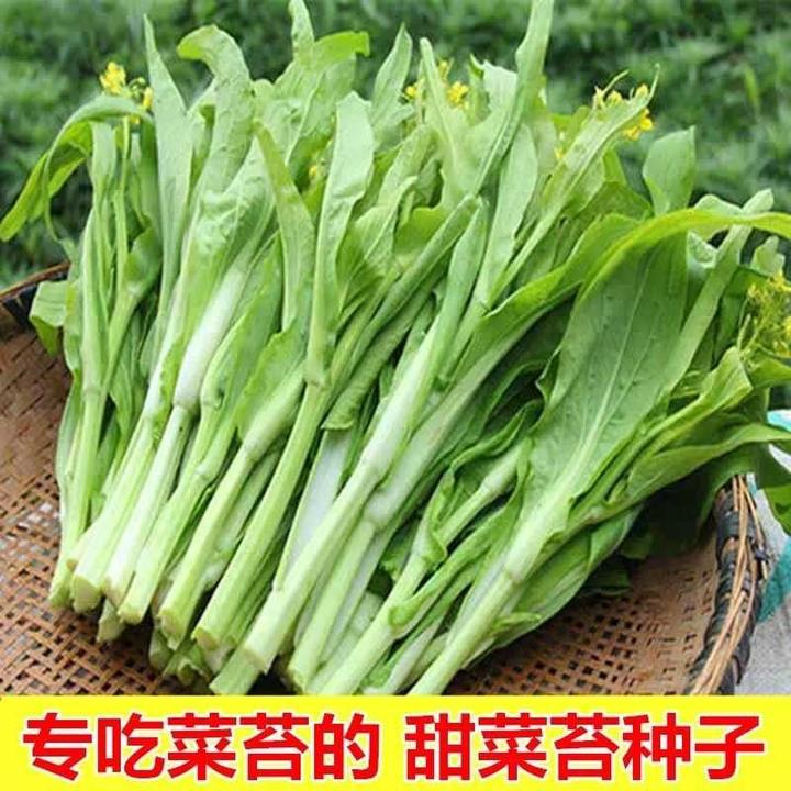 奶油白菜苔种子 青菜菜心苔芯大田庭院盆栽春秋四季采收种籽