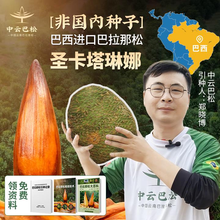 【中云巴松】巴拉那松种子树苗圣卡塔琳娜巴拉那松种子