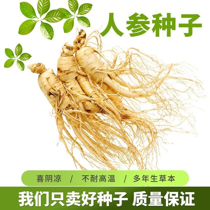 春季人参种子中药材东北长白野山参家庭阳台可盆栽耐严寒药材种籽