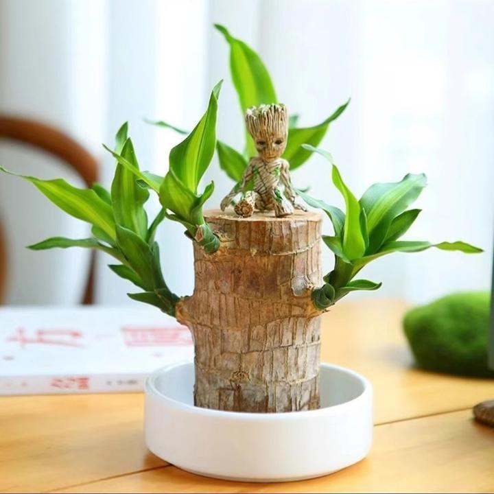 【巴西木】幸运木水养盆栽办公室桌面绿植巴西木水培好养开真巴西木