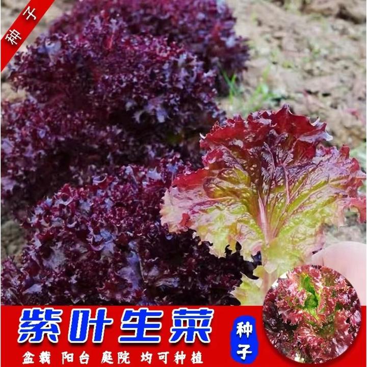 【紫叶生菜】紫叶生菜种子四季阳台盆栽庭院小院可口可涮可拌可炒