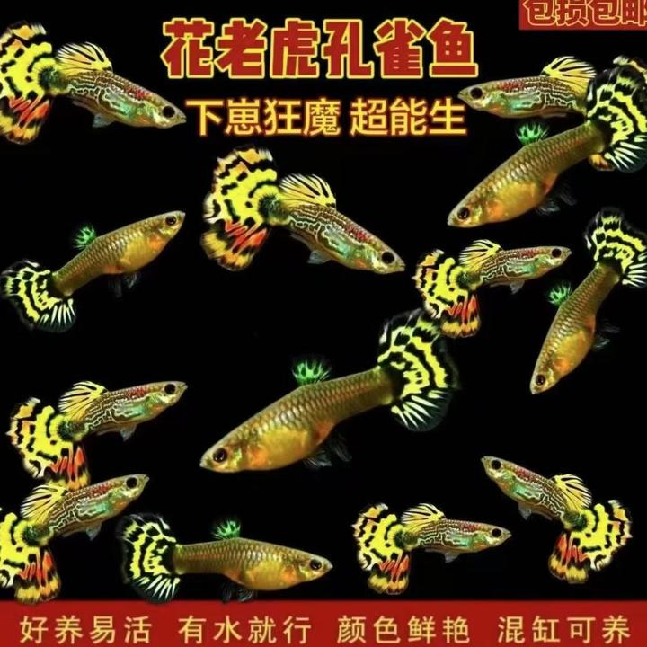 【花老虎亚成鱼】（录开箱视频，超备损找客服，入缸不报损）