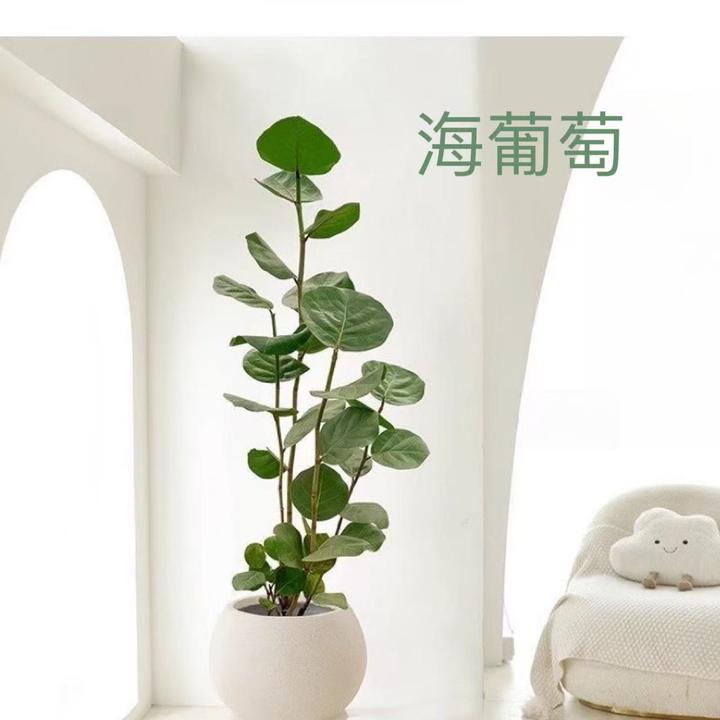 【整体高度100-120cm高颜值海葡萄 】室内大型高档高颜值好养绿植