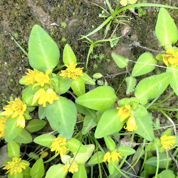 湖南新货现采小叶过路黄野生金钱草真金草走游草铺地黄可种植