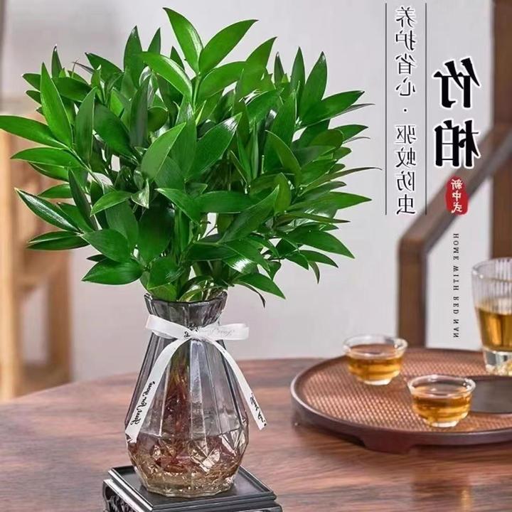 四季常青水培驱蚊竹富贵竹水养植物竹柏懒人办公室内绿植净化空气